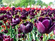 005  purple tulips.JPG